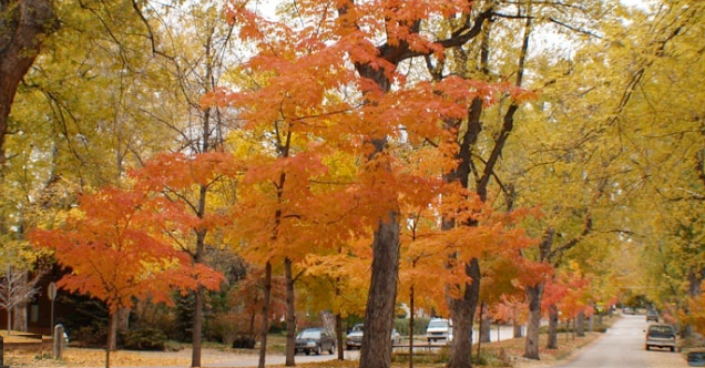 Boulder real estate — Mapleton Hill historic district with iconic silver maple cathedral canopy in autumn