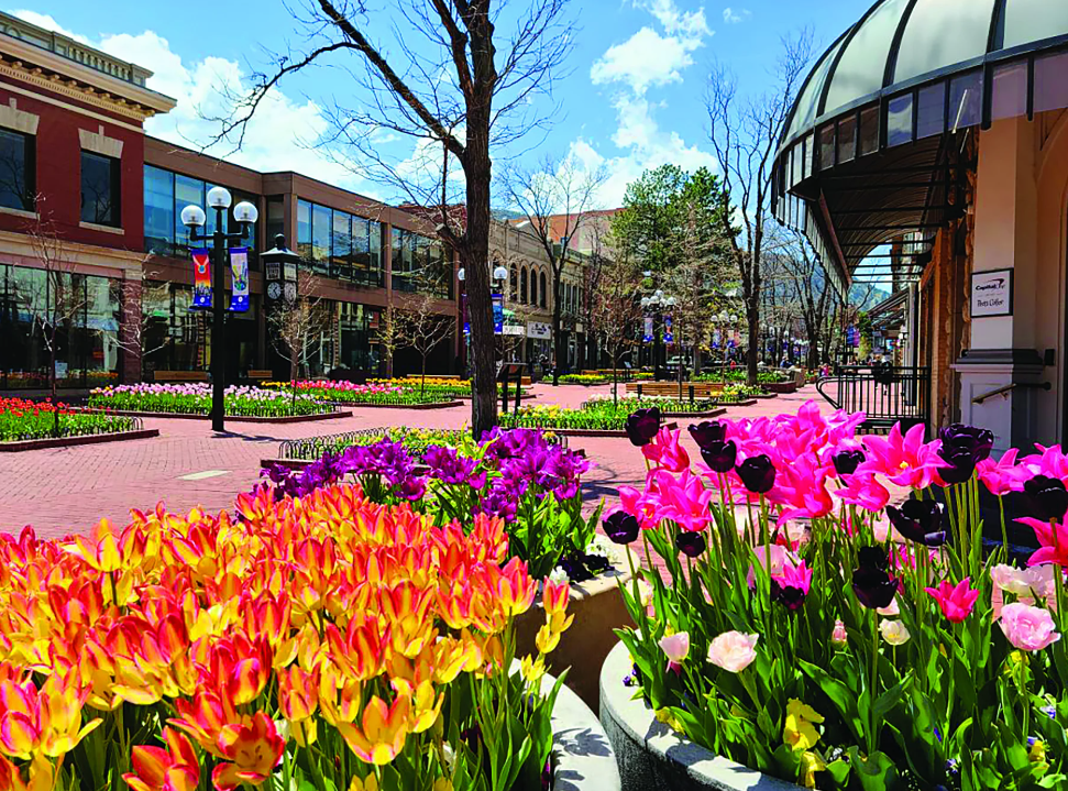 Pearl Street Mall in downtown Boulder, Colorado — brick pedestrian walkway with spring tulips in bloom and historic storefronts